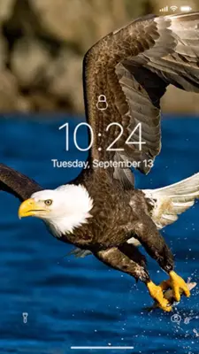 Eagle Wallpaper android App screenshot 0