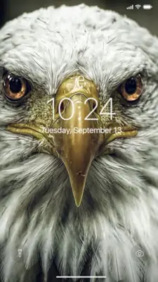 Eagle Wallpaper android App screenshot 2